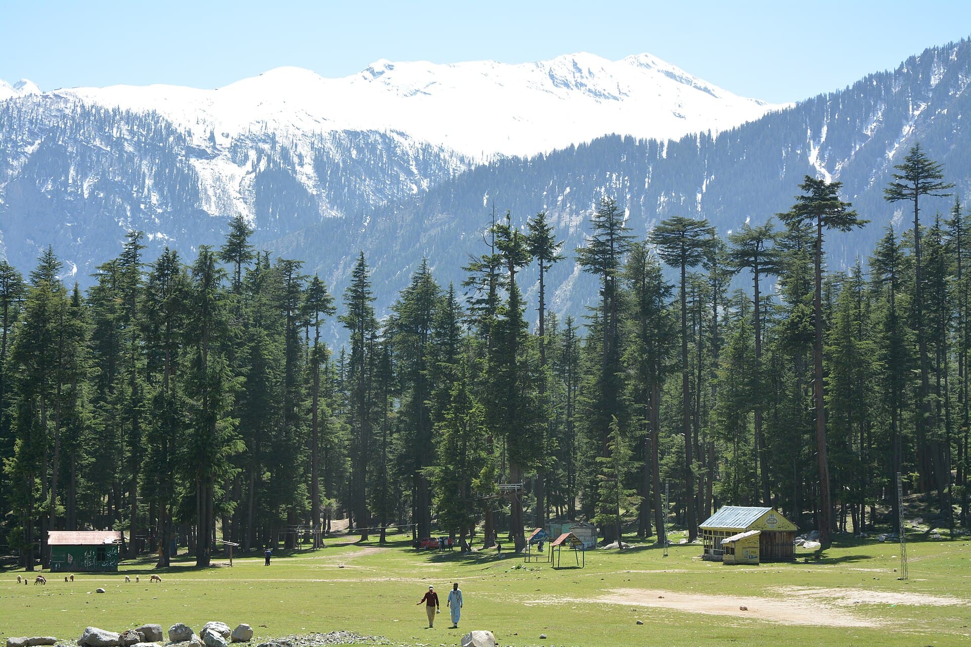 Ushu Forest meadow, deodar trees, and snow-covered peaks